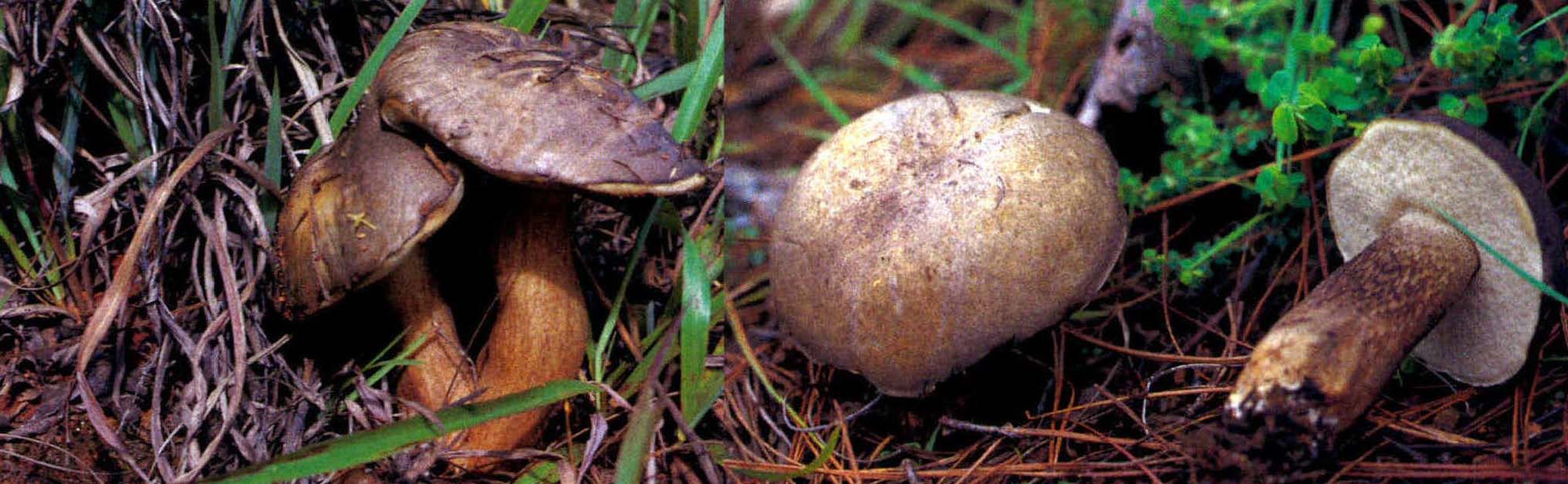 Tylopilus felleus (Bull.: Fr.) Karst.